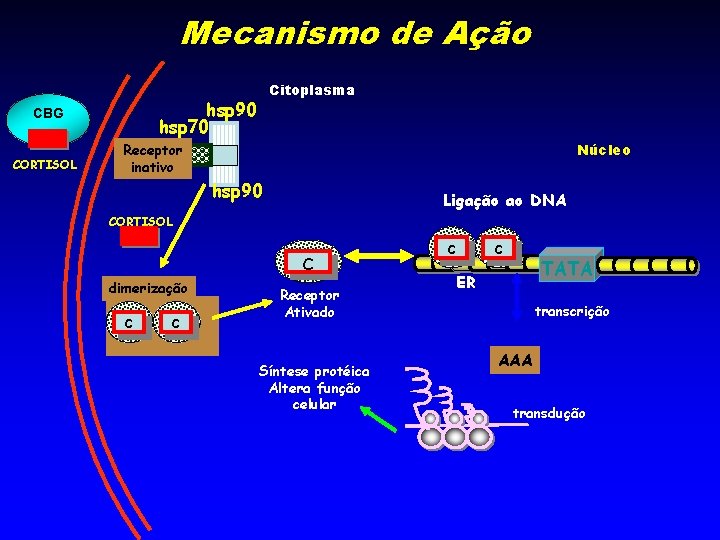 Mecanismo de Ação hsp 90 hsp 70 CBG CORTISOL Citoplasma Núcleo Receptor inativo hsp