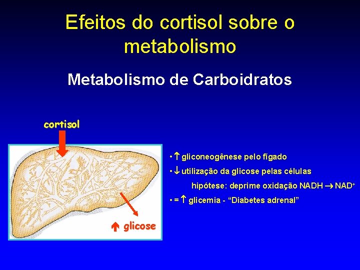 Efeitos do cortisol sobre o metabolismo Metabolismo de Carboidratos cortisol • gliconeogênese pelo fígado