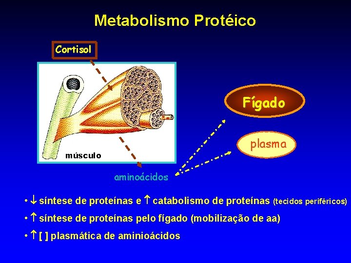 Metabolismo Protéico Cortisol Fígado plasma músculo aminoácidos • síntese de proteínas e catabolismo de