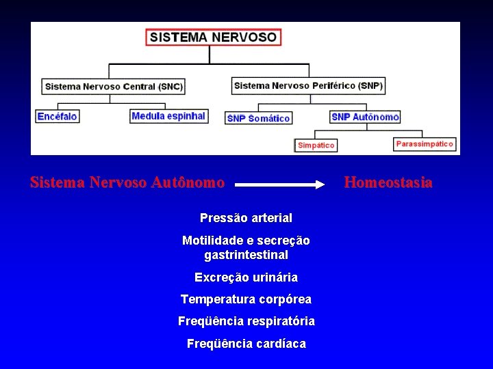 Sistema Nervoso Autônomo Pressão arterial Motilidade e secreção gastrintestinal Excreção urinária Temperatura corpórea Freqüência