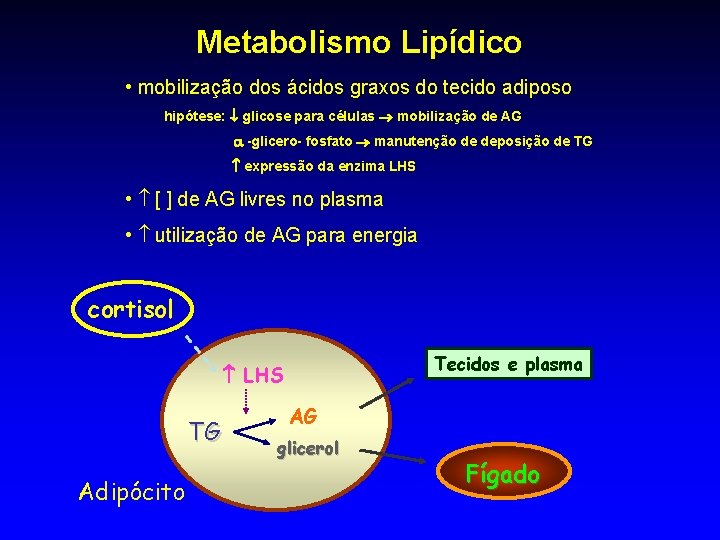 Metabolismo Lipídico • mobilização dos ácidos graxos do tecido adiposo hipótese: glicose para células