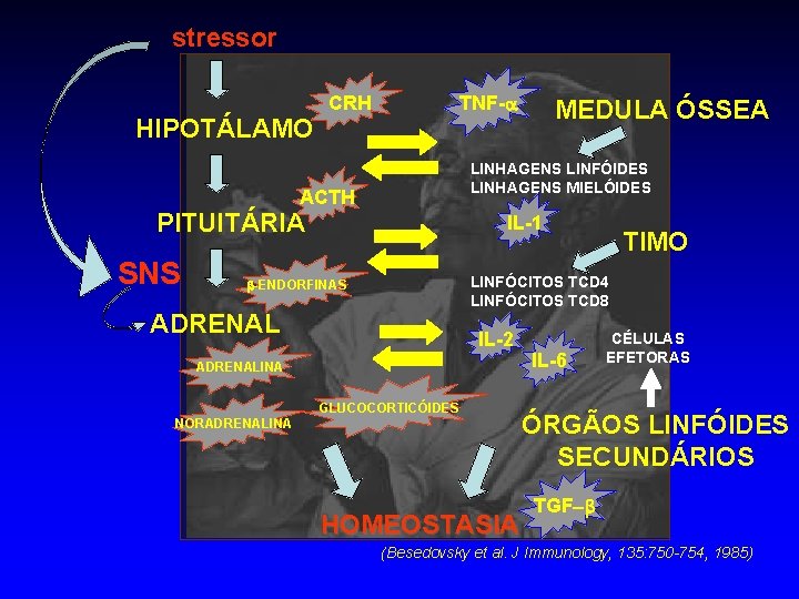 stressor HIPOTÁLAMO CRH TNF- LINHAGENS LINFÓIDES LINHAGENS MIELÓIDES ACTH PITUITÁRIA SNS MEDULA ÓSSEA IL-1