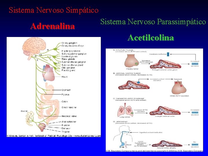 Sistema Nervoso Simpático Adrenalina Sistema Nervoso Parassimpático Acetilcolina 