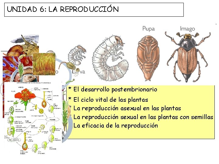 UNIDAD 6: LA REPRODUCCIÓN * La reproducción y el ciclo vital * La reproducción