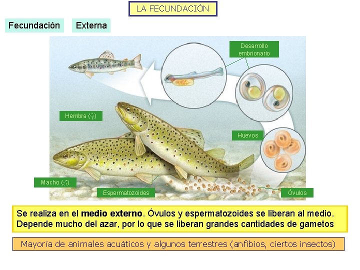 LA FECUNDACIÓN Fecundación Externa Desarrollo embrionario Hembra (♀) Huevos Macho (♂) Espermatozoides Óvulos Se