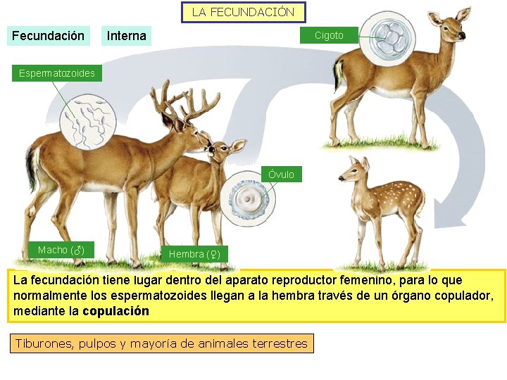 LA FECUNDACIÓN Fecundación Interna Cigoto Espermatozoides Óvulo Macho (♂) Hembra (♀) La fecundación tiene