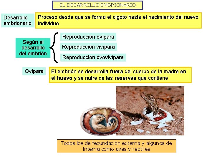 EL DESARROLLO EMBRIONARIO Desarrollo embrionario Proceso desde que se forma el cigoto hasta el