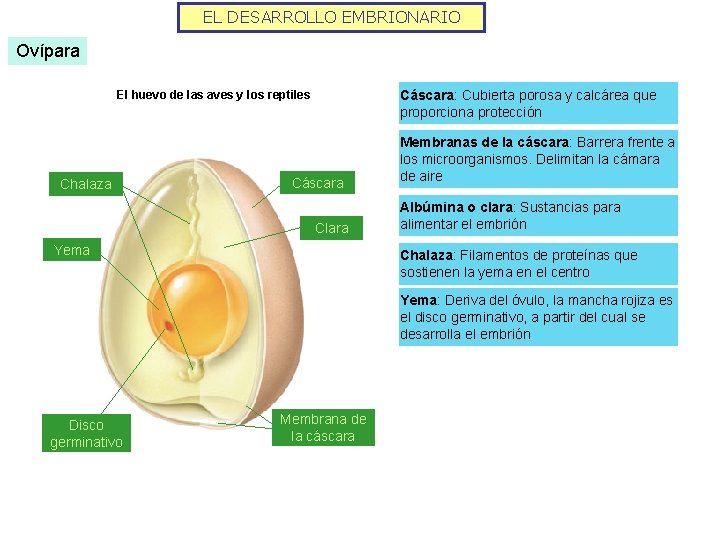 EL DESARROLLO EMBRIONARIO Ovípara Cáscara: Cubierta porosa y calcárea que proporciona protección El huevo