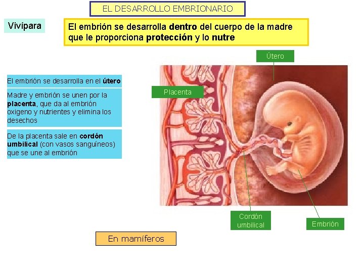 EL DESARROLLO EMBRIONARIO Vivípara El embrión se desarrolla dentro del cuerpo de la madre