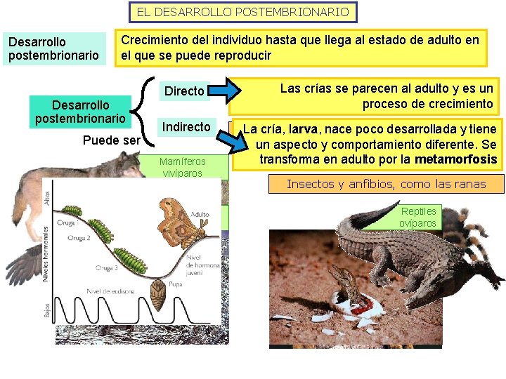 EL DESARROLLO POSTEMBRIONARIO Desarrollo postembrionario Crecimiento del individuo hasta que llega al estado de