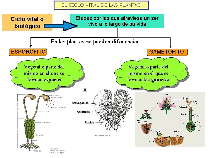 EL CICLO VITAL DE LAS PLANTAS Etapas por las que atraviesa un ser vivo