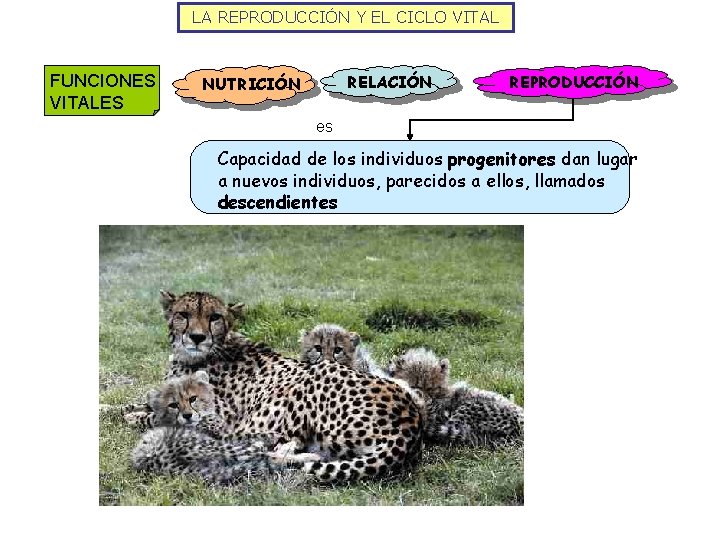 LA REPRODUCCIÓN Y EL CICLO VITAL FUNCIONES VITALES RELACIÓN NUTRICIÓN REPRODUCCIÓN es Capacidad de