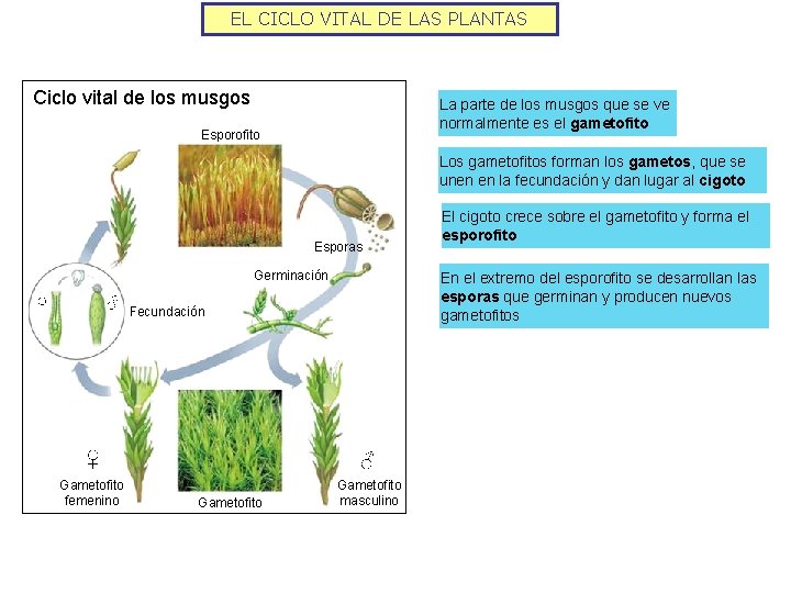 EL CICLO VITAL DE LAS PLANTAS Ciclo vital de los musgos La parte de