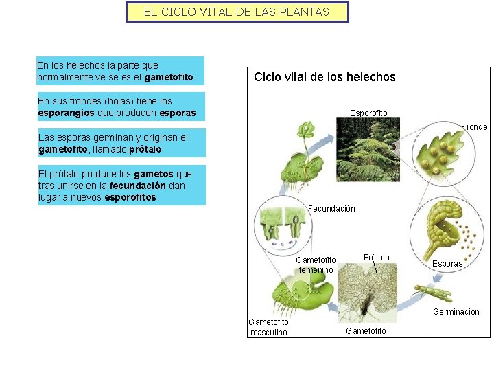 EL CICLO VITAL DE LAS PLANTAS En los helechos la parte que normalmente ve