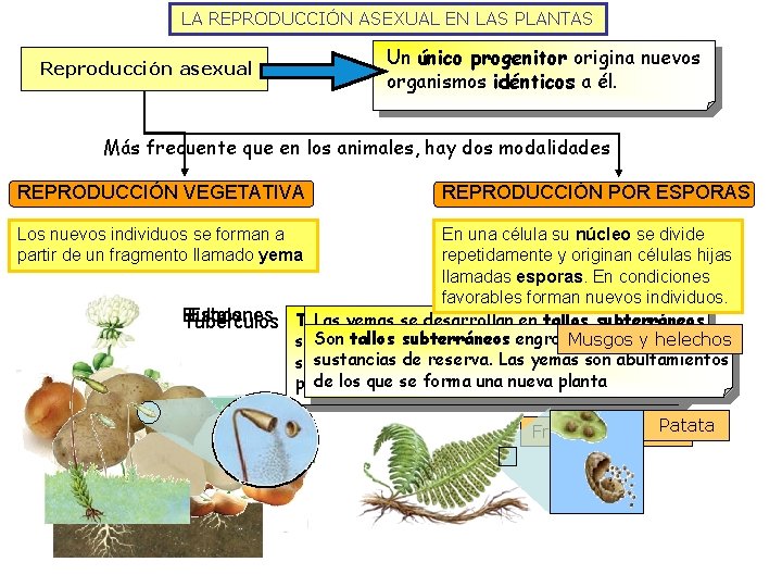 LA REPRODUCCIÓN ASEXUAL EN LAS PLANTAS Un único progenitor origina nuevos organismos idénticos a