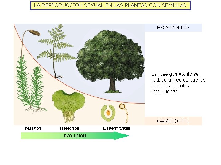 LA REPRODUCCIÓN SEXUAL EN LAS PLANTAS CON SEMILLAS ESPOROFITO La fase gametofito se reduce