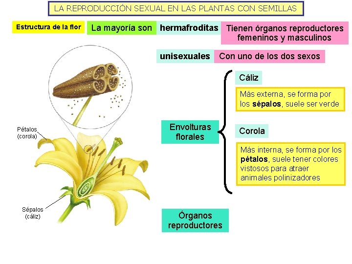 LA REPRODUCCIÓN SEXUAL EN LAS PLANTAS CON SEMILLAS Estructura de la flor La mayoría