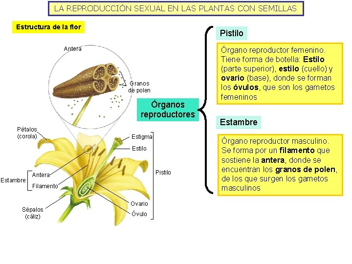 LA REPRODUCCIÓN SEXUAL EN LAS PLANTAS CON SEMILLAS Estructura de la flor Pistilo Antera