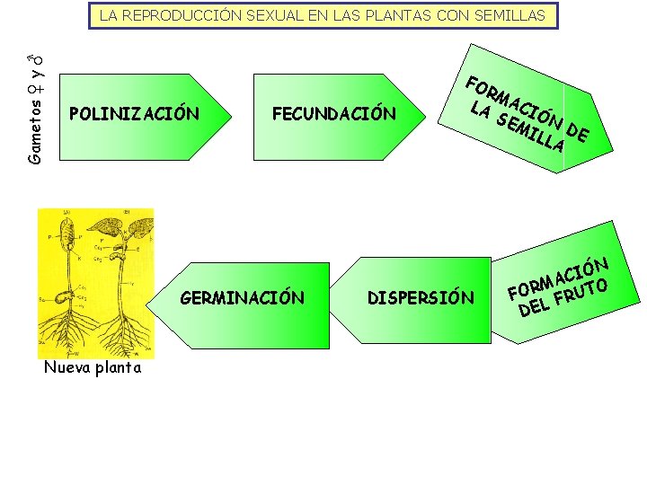 Gametos ♀ y ♂ LA REPRODUCCIÓN SEXUAL EN LAS PLANTAS CON SEMILLAS POLINIZACIÓN FECUNDACIÓN