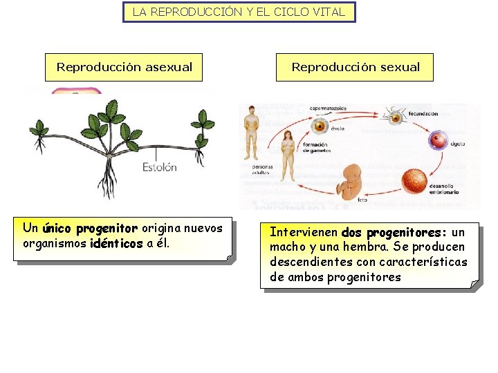 LA REPRODUCCIÓN Y EL CICLO VITAL Reproducción asexual Un único progenitor origina nuevos organismos