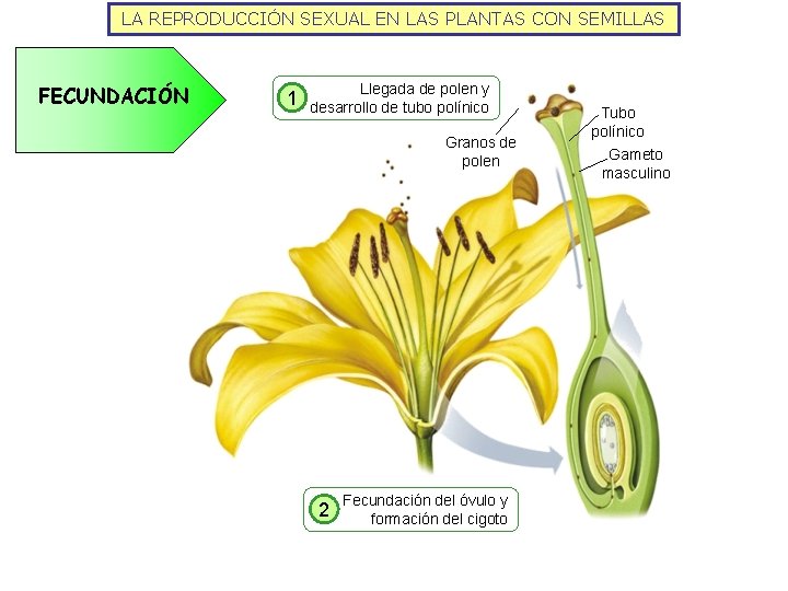 LA REPRODUCCIÓN SEXUAL EN LAS PLANTAS CON SEMILLAS FECUNDACIÓN 1 Llegada de polen y