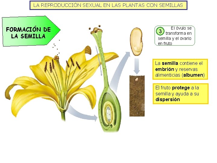 LA REPRODUCCIÓN SEXUAL EN LAS PLANTAS CON SEMILLAS FORMACIÓN DE LA SEMILLA El óvulo