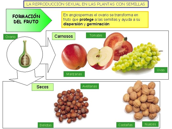 LA REPRODUCCIÓN SEXUAL EN LAS PLANTAS CON SEMILLAS FORMACIÓN DEL FRUTO En angiospermas el