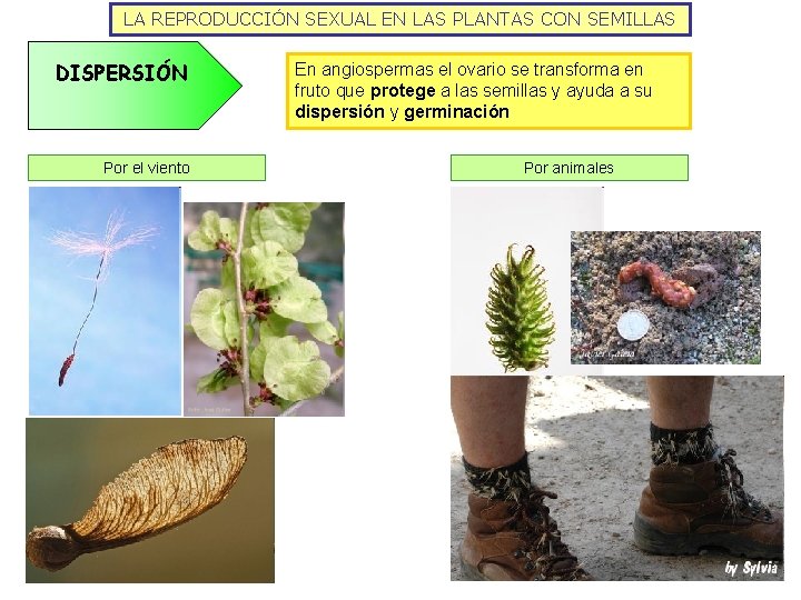 LA REPRODUCCIÓN SEXUAL EN LAS PLANTAS CON SEMILLAS DISPERSIÓN Por el viento En angiospermas