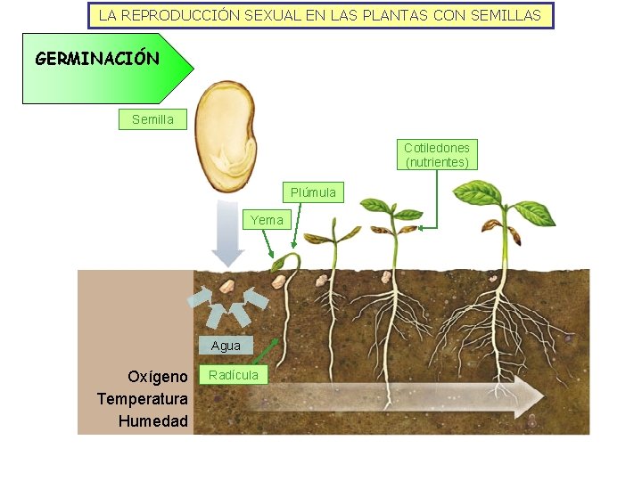 LA REPRODUCCIÓN SEXUAL EN LAS PLANTAS CON SEMILLAS GERMINACIÓN Semilla Cotiledones (nutrientes) Plúmula Yema