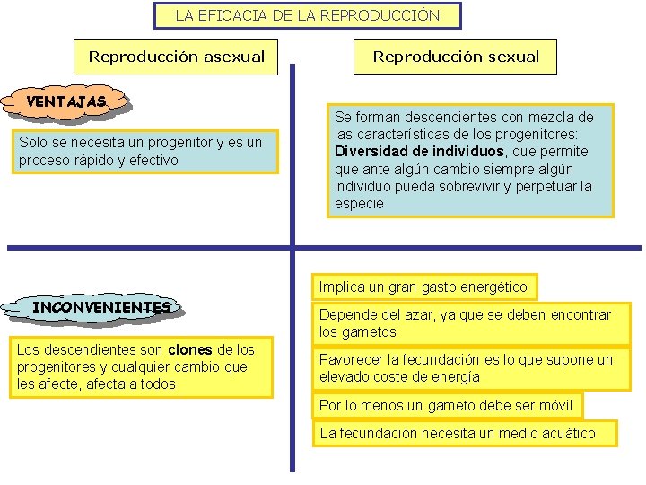 LA EFICACIA DE LA REPRODUCCIÓN Reproducción asexual VENTAJAS Solo se necesita un progenitor y