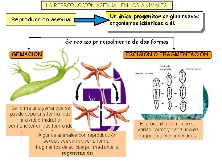 LA REPRODUCCIÓN ASEXUAL EN LOS ANIMALES Reproducción asexual Un único progenitor origina nuevos organismos