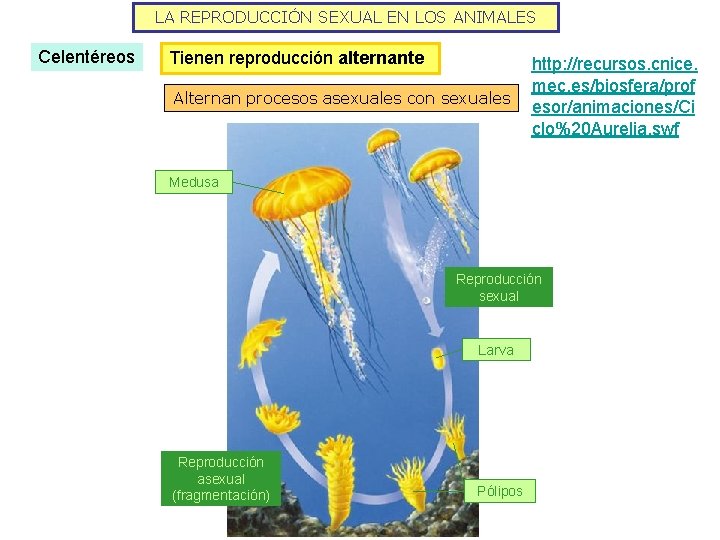 LA REPRODUCCIÓN SEXUAL EN LOS ANIMALES Celentéreos Tienen reproducción alternante Alternan procesos asexuales con