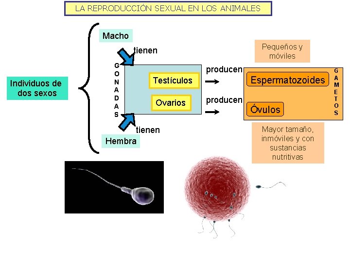 LA REPRODUCCIÓN SEXUAL EN LOS ANIMALES Macho Pequeños y móviles tienen Individuos de dos