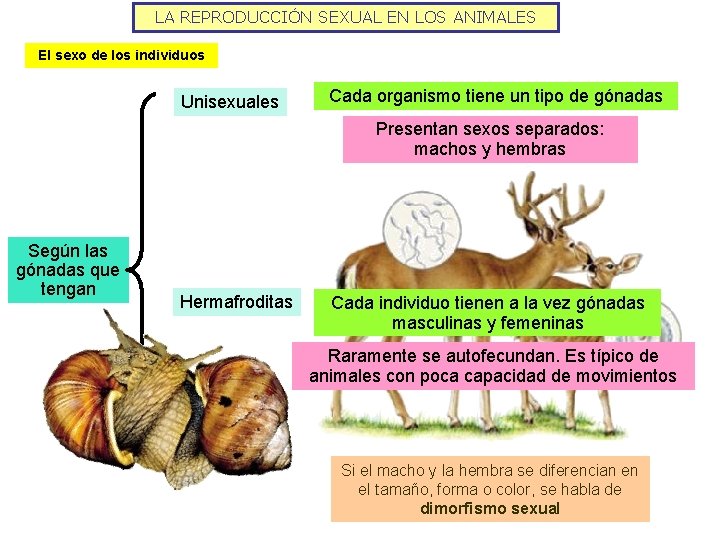 LA REPRODUCCIÓN SEXUAL EN LOS ANIMALES El sexo de los individuos Unisexuales Cada organismo