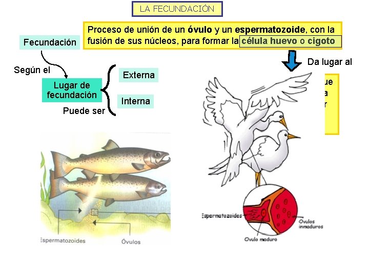 LA FECUNDACIÓN Fecundación Proceso de unión de un óvulo y un espermatozoide, con la