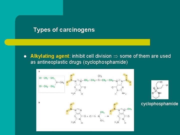 Types of carcinogens l Alkylating agent: inhibit cell division some of them are used