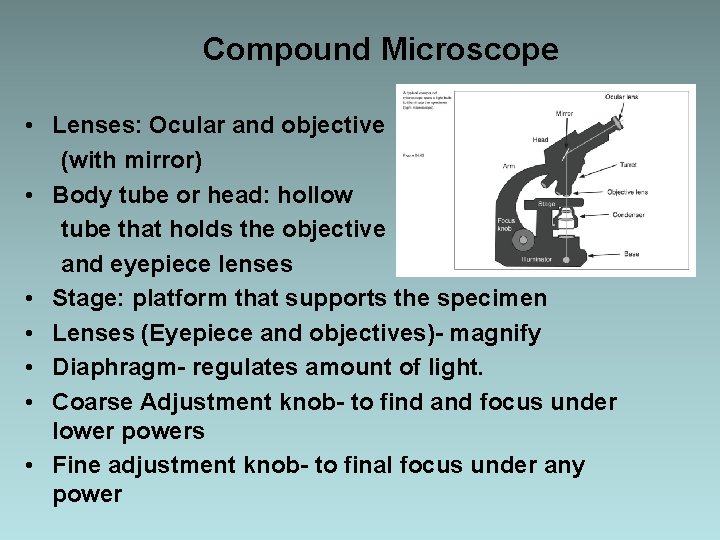 Compound Microscope • Lenses: Ocular and objective (with mirror) • Body tube or head: