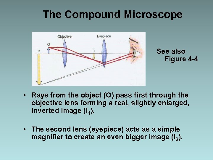 The Compound Microscope See also Figure 4 -4 • Rays from the object (O)