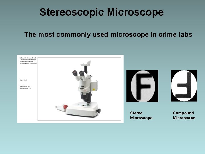 Stereoscopic Microscope The most commonly used microscope in crime labs Stereo Microscope Compound Microscope