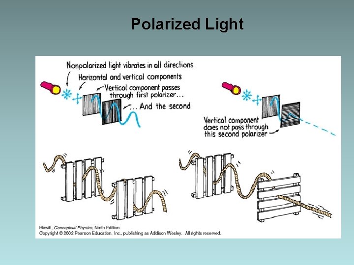 Polarized Light Polarized Light