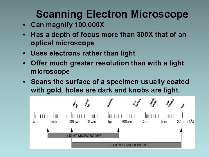 Scanning Electron Microscope • Can magnify 100, 000 X • Has a depth of Scanning Electron Microscope • Can magnify 100, 000 X • Has a depth of