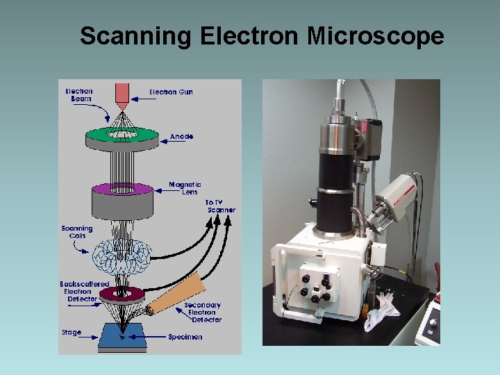 Scanning Electron Microscope Scanning Electron Microscope