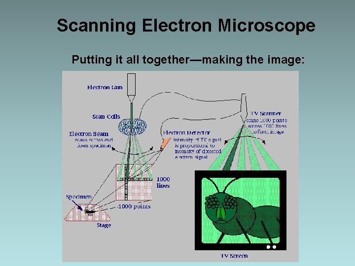 Scanning Electron Microscope Putting it all together—making the image: 