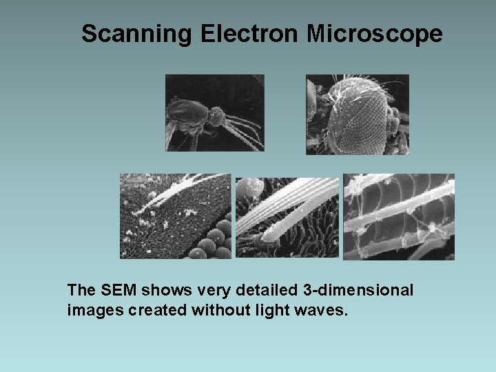 Scanning Electron Microscope The SEM shows very detailed 3 -dimensional images created without light