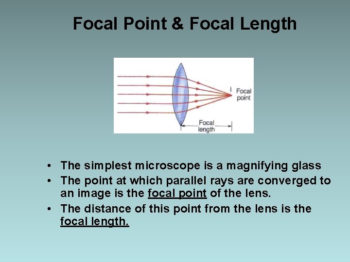 Focal Point & Focal Length • The simplest microscope is a magnifying glass •