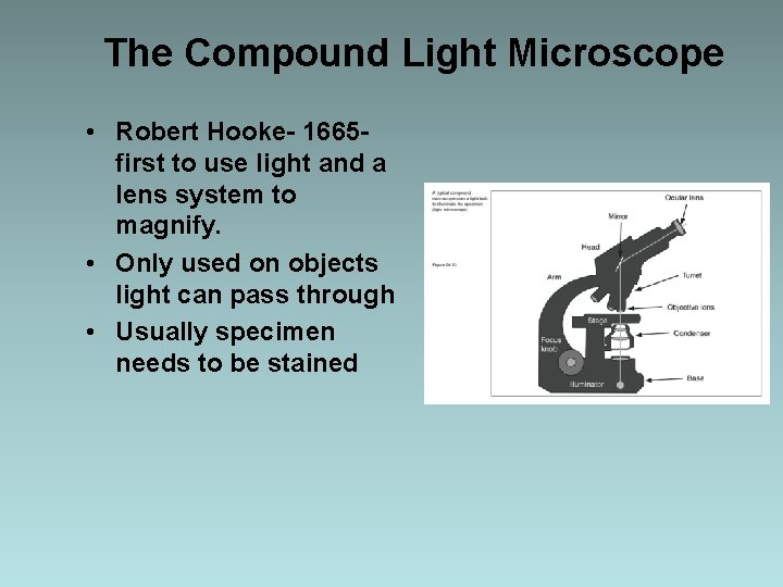 The Compound Light Microscope • Robert Hooke- 1665 first to use light and a