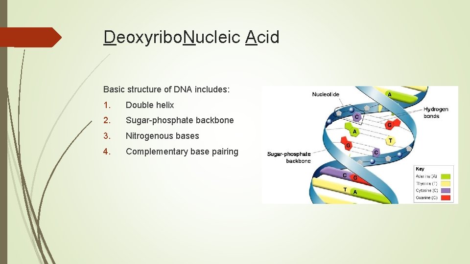 Deoxyribo. Nucleic Acid Basic structure of DNA includes: 1. Double helix 2. Sugar-phosphate backbone