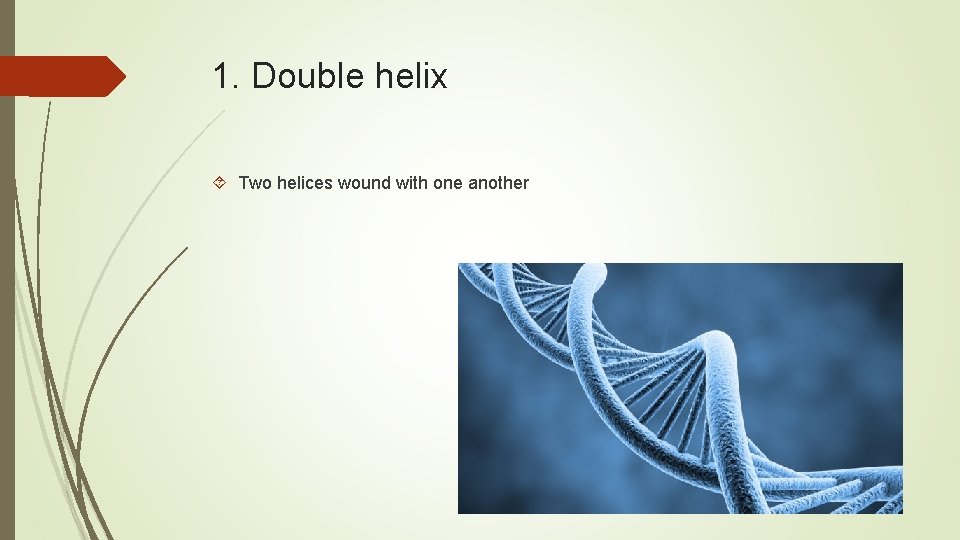 1. Double helix Two helices wound with one another 