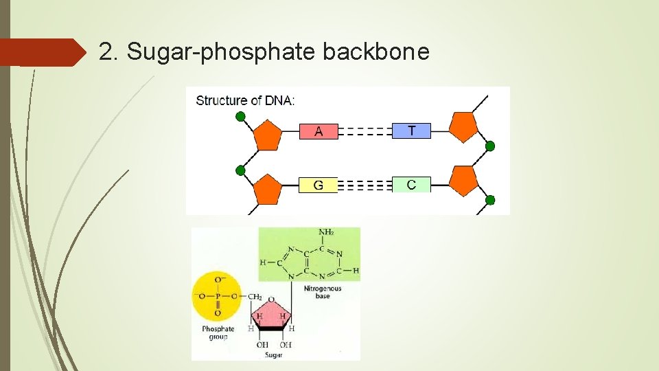2. Sugar-phosphate backbone 
