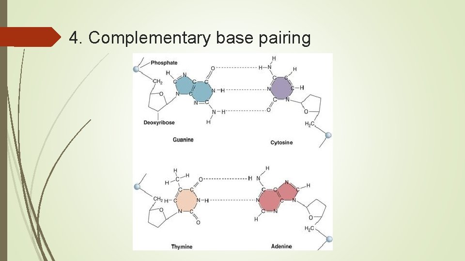 4. Complementary base pairing 